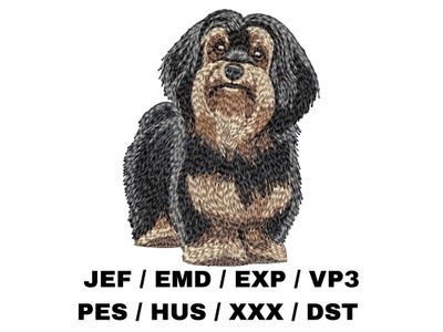 Havanese 7 - Full Body
