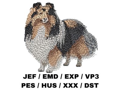 Shetland Sheepdog 9 - Full Body