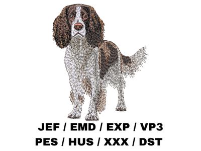 English Springer Spaniel 3 - Full Body