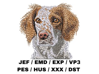 Brittany Spaniel 3