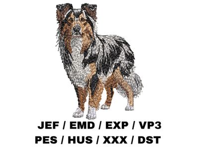 Miniature American Shepherd 3 - Full Body