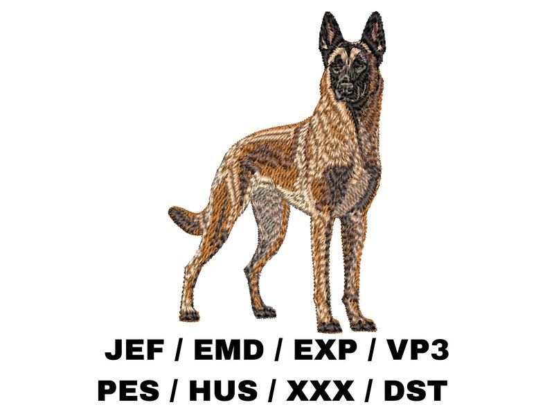 Belgian Malinois 5 - Full Body