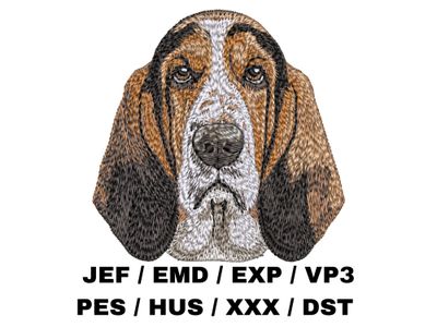Basset Hound 3