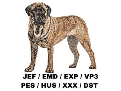 Bullmastiff 4 - Full Body