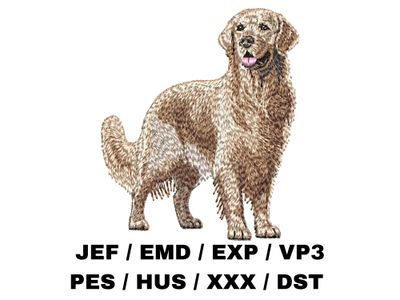 Golden Retriever 2 - Full Body