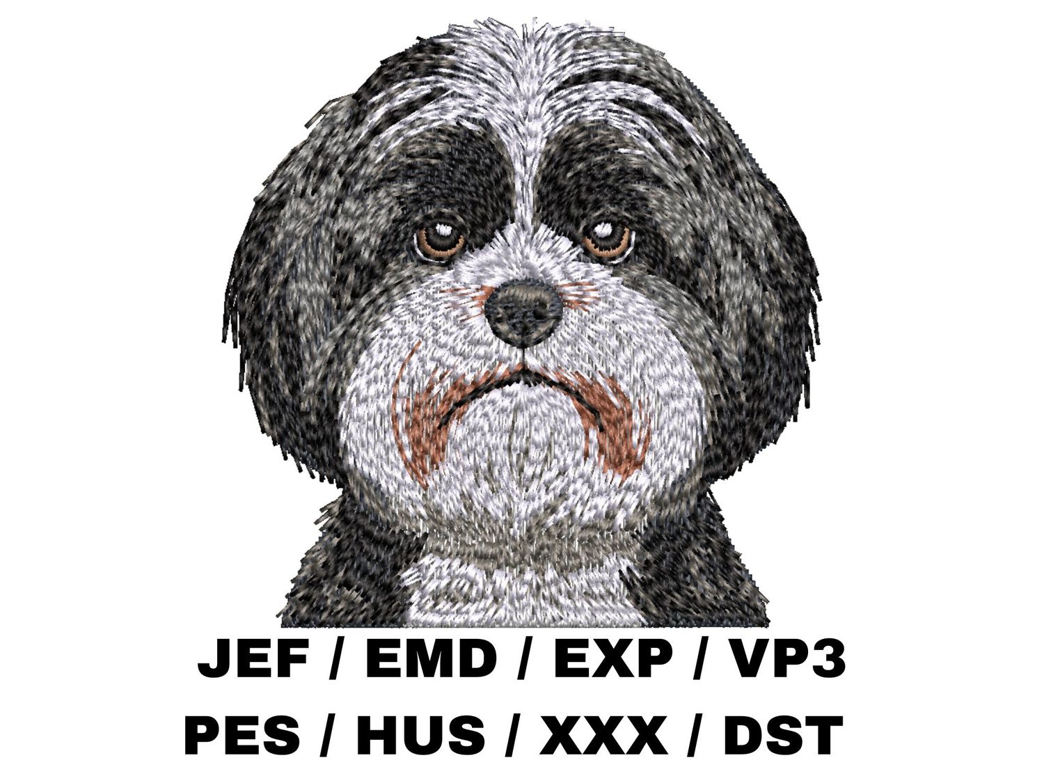 Shih Tzu 5