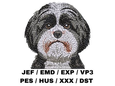 Shih Tzu 5