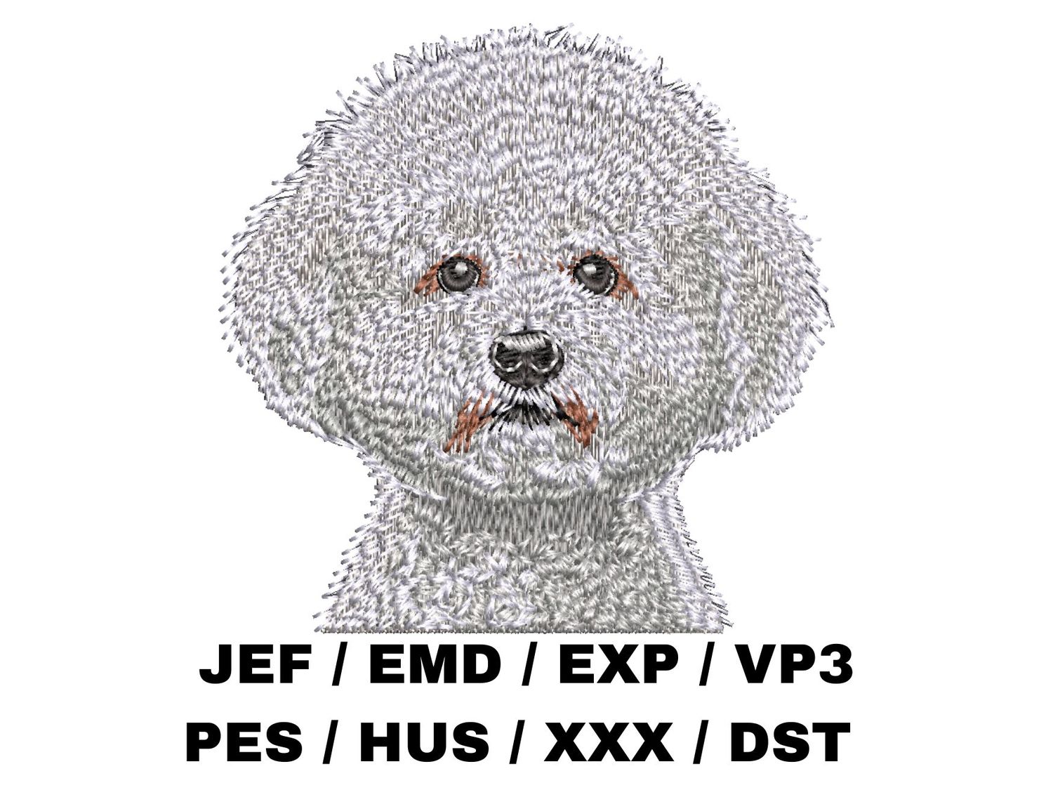 Bichon Frise 3