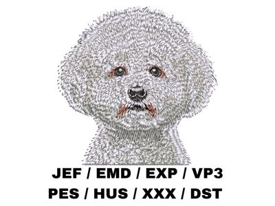 Bichon Frise 3