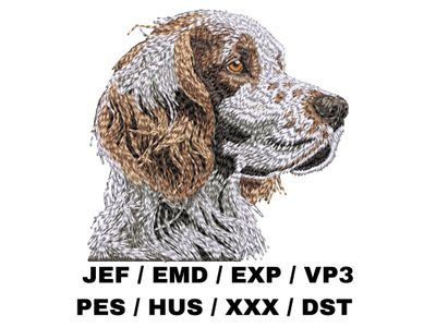 English Setter 2