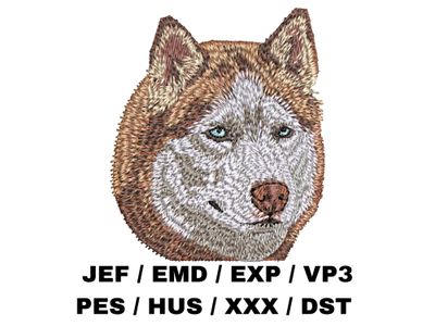 Siberian Husky 6