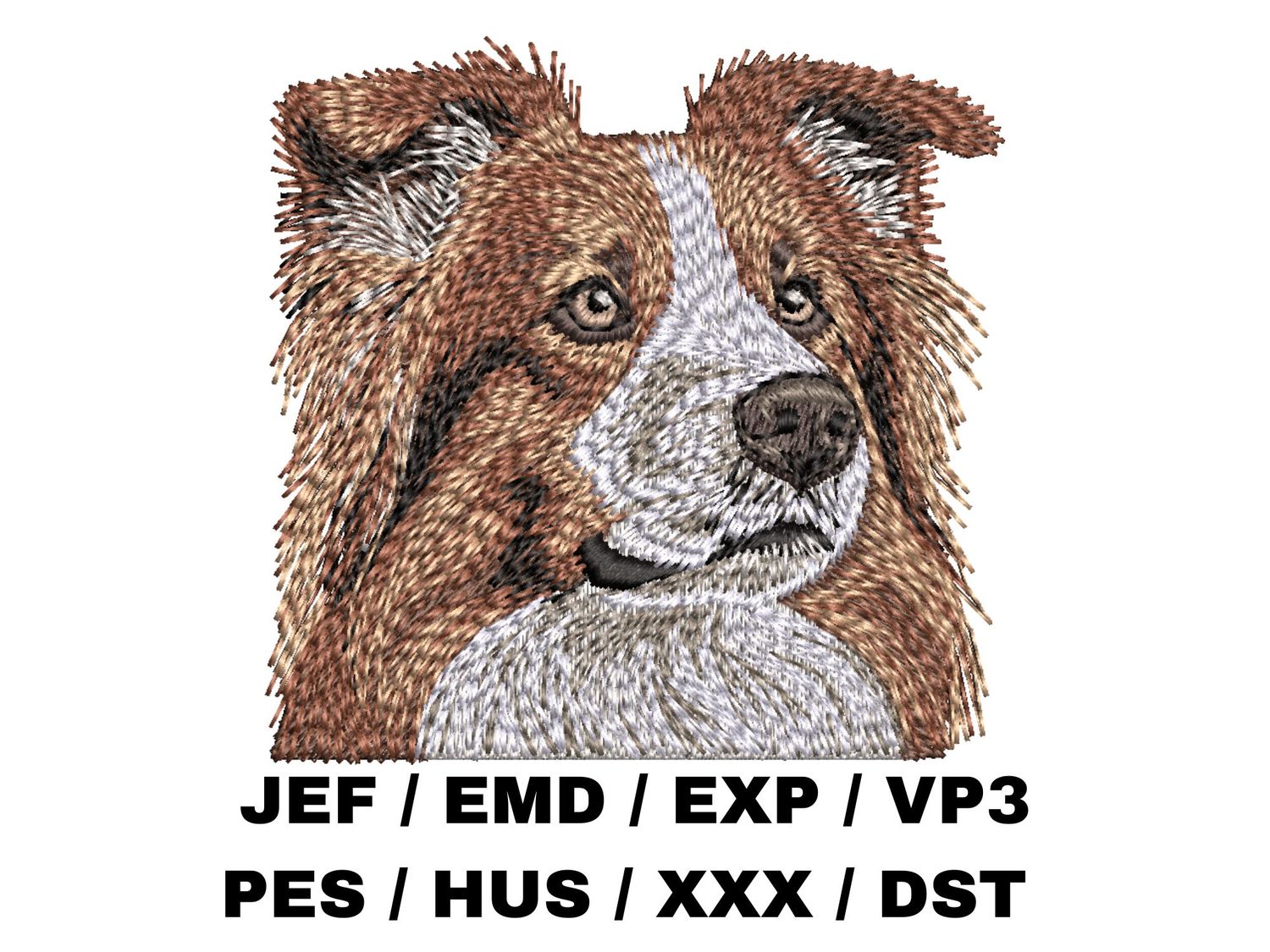 Border Collie 6