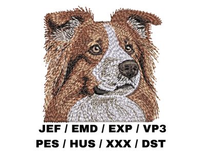 Border Collie 6