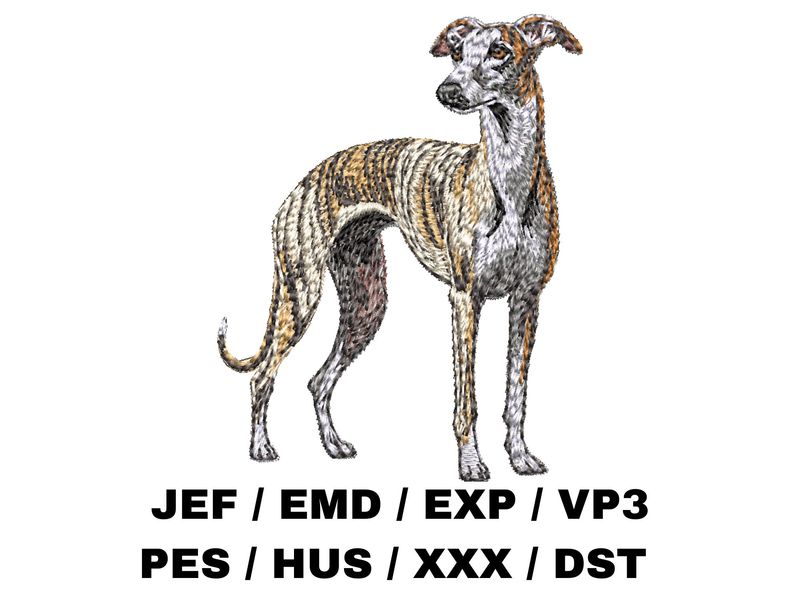 Whippet 2 - Full Body