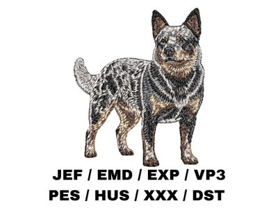 Australian Cattle Dog 4 - Full Body