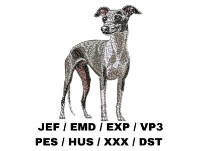 Italian Greyhound 3 - Full Body