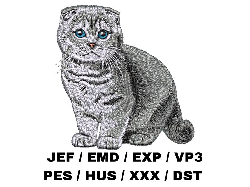Scottish Fold 4 - Full Body