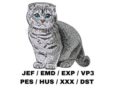 Scottish Fold 4 - Full Body