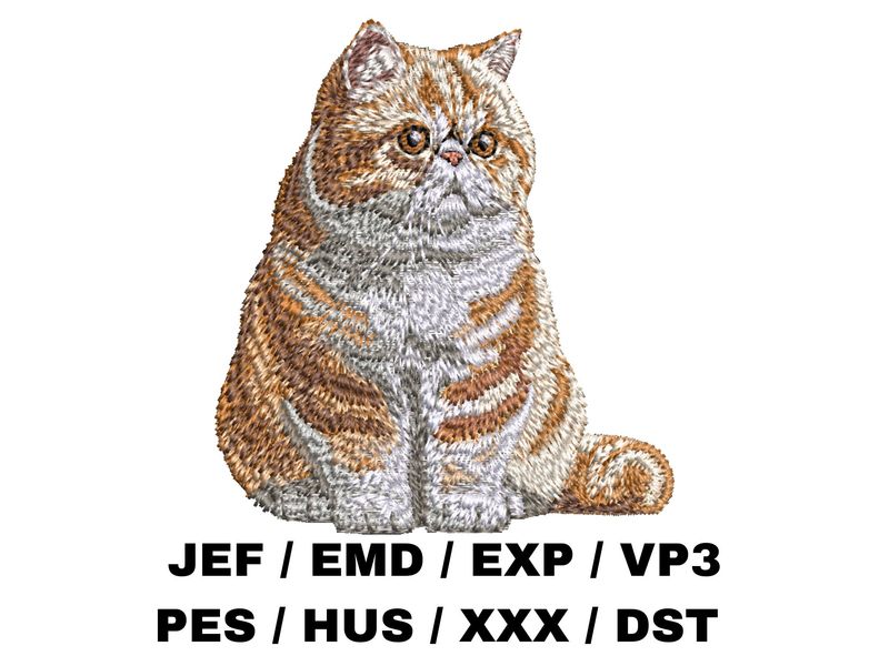 Exotic Shorthair 4 - Full Body