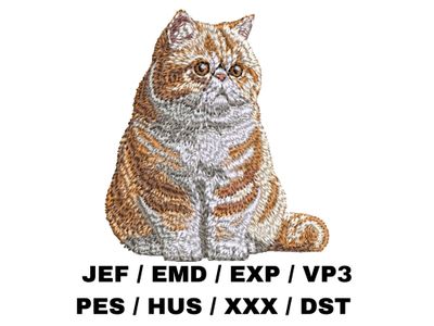 Exotic Shorthair 4 - Full Body