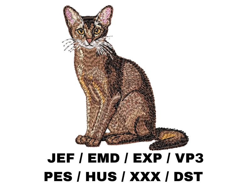 Abyssinian 2 - Full Body