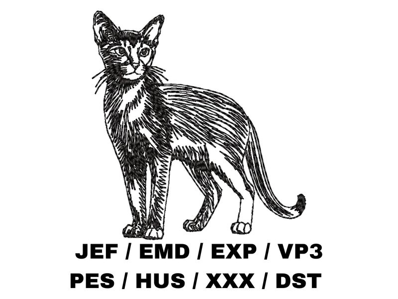 Abyssinian Outline - Full Body