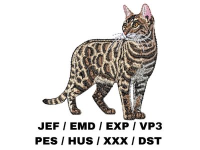 Bengal Cat 2 - Full Body