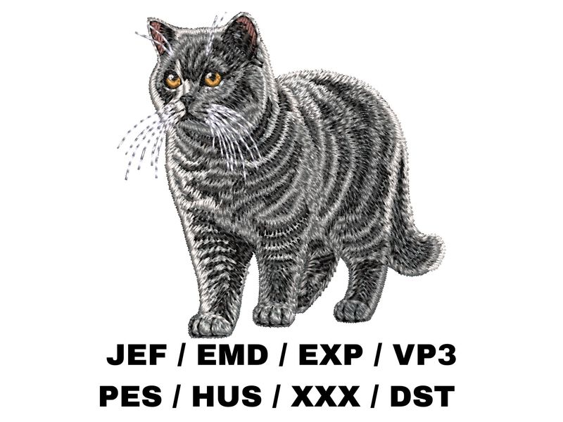 British Shorthair 4 - Full Body