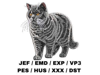 British Shorthair 4 - Full Body