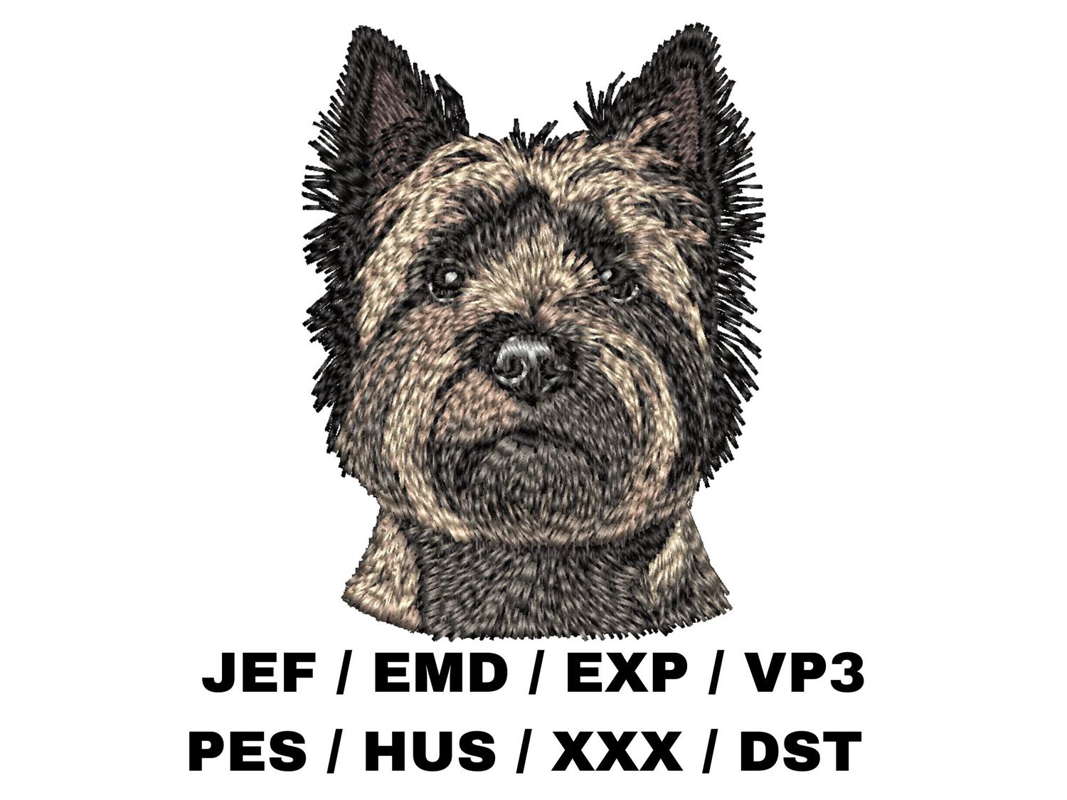 Cairn Terrier 4