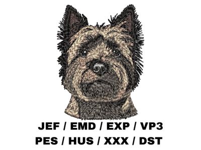 Cairn Terrier 4