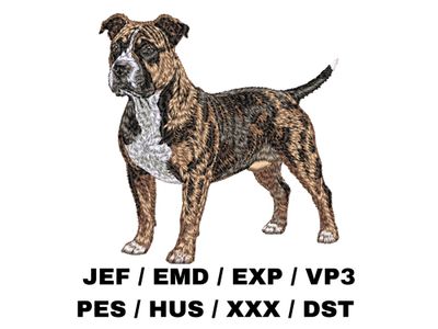 Staffordshire Bull Terrier 5 - Full Body