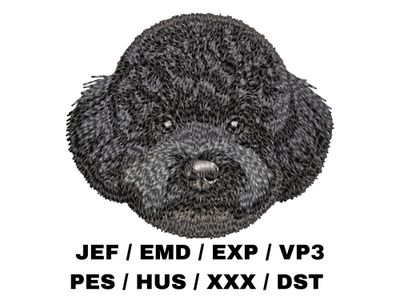 Poodle 16