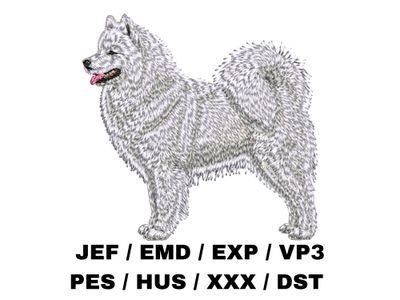 Samoyed 6 - Full Body