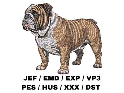 English Bulldog 7 - Full Body