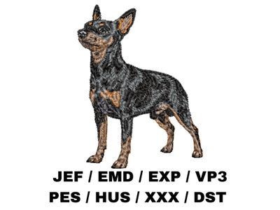 Miniature Pinscher 2 - Full Body