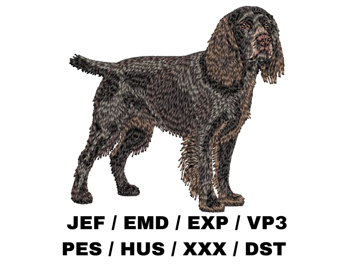 Boykin Spaniel 4 - Full Body