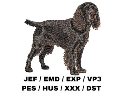 Boykin Spaniel 4 - Full Body
