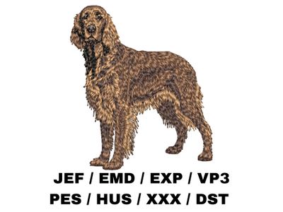 Irish Setter 3 - Full Body