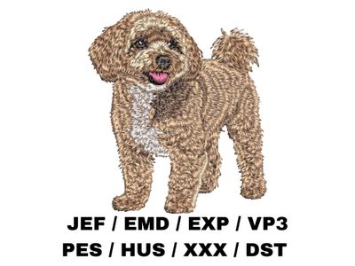 Bichpoo / Poochon 2 - Full Body