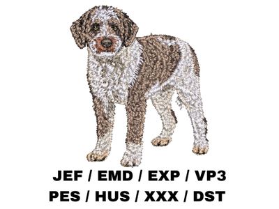 Lagotto Romagnolo 5 - Full Body