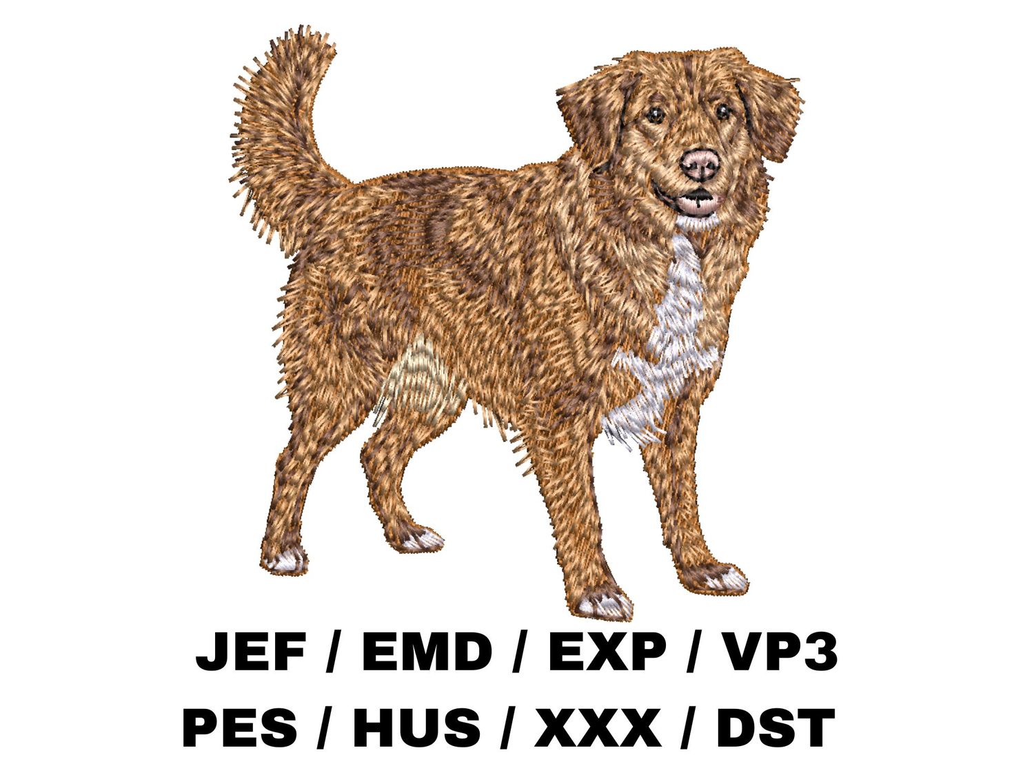 Nova Scotia Duck Tolling Retriever 3 - Full Body