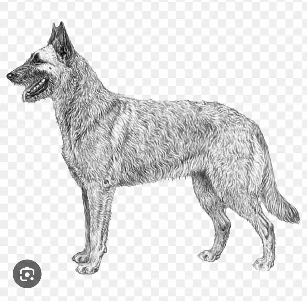 Custom Dog digitizing in 5 x 7 hoop