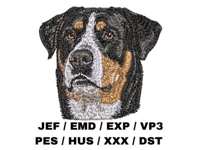 Greater Swiss Mountain Dog 2