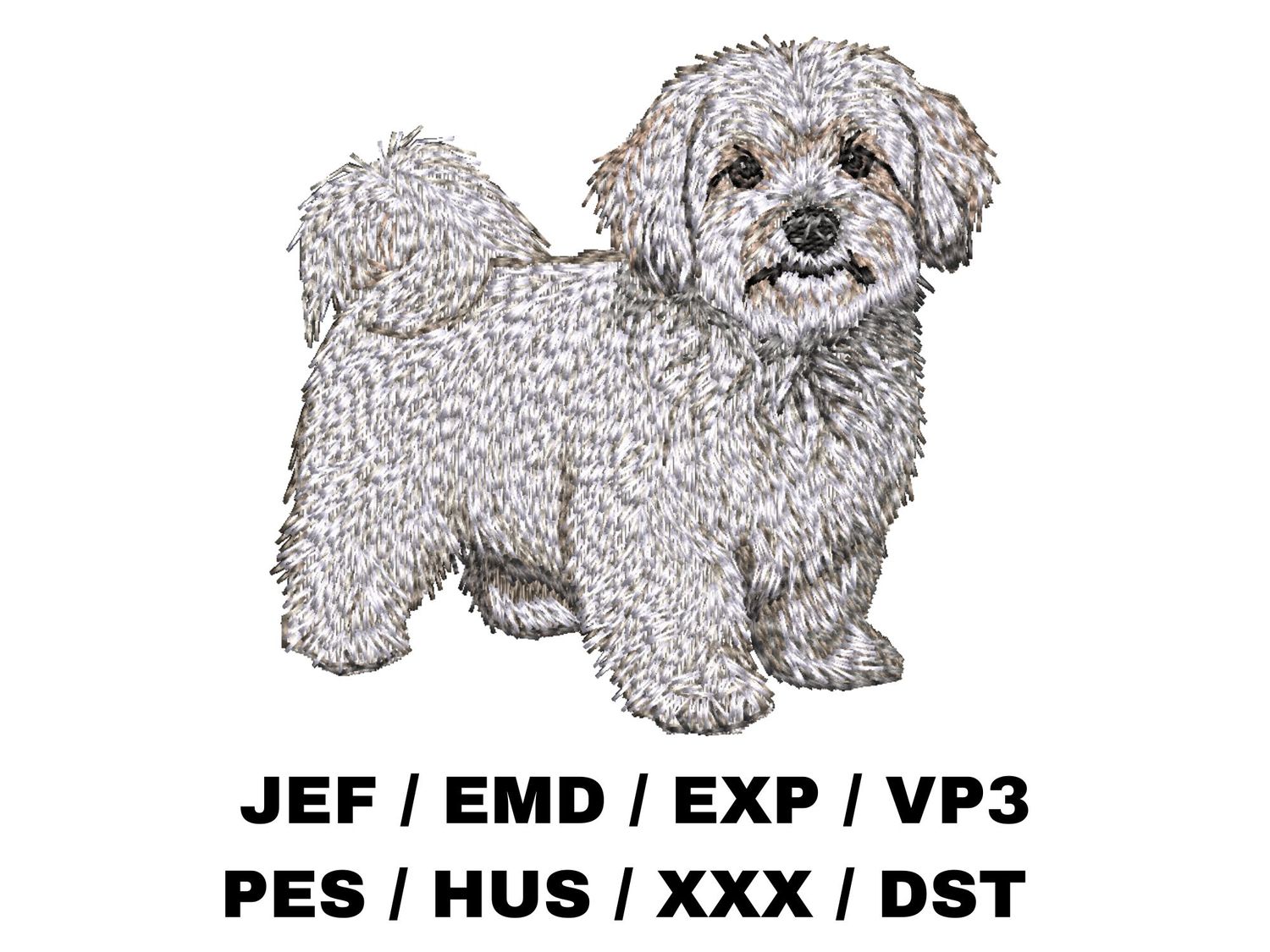 Coton de Tulear 3 - Full Body