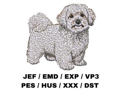 Coton de Tulear 3 - Full Body
