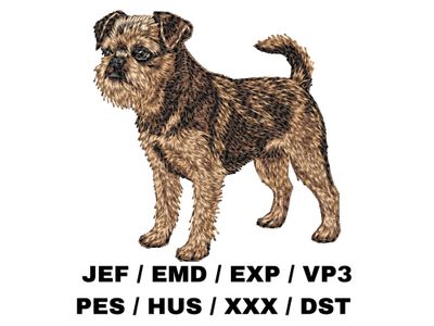 Brussels Griffon 3 - Full Body