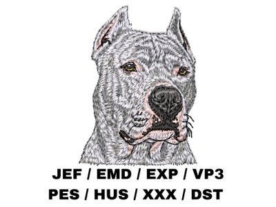 Dogo Argentino 2
