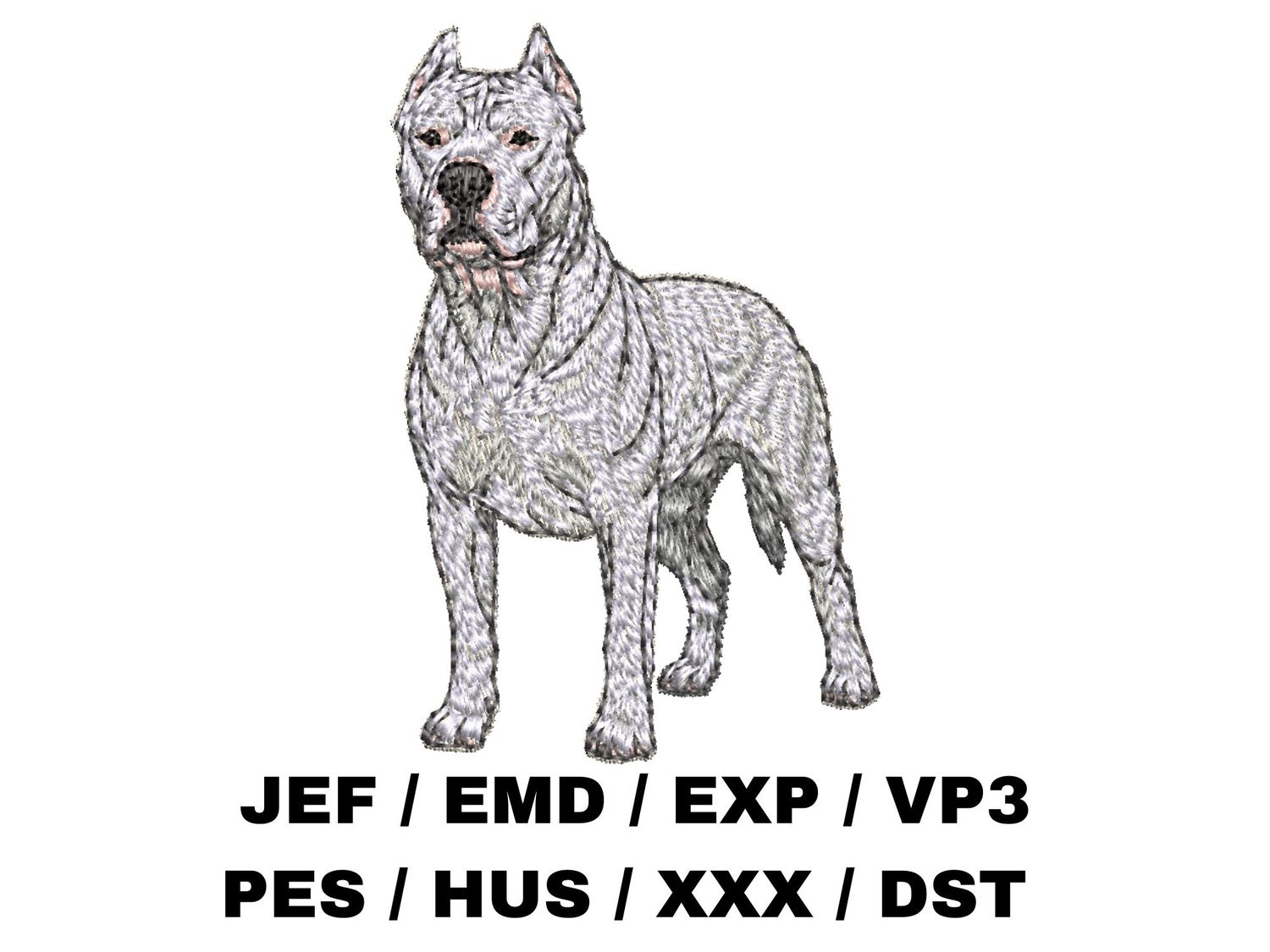 Dogo Argentino 3 - Full Body