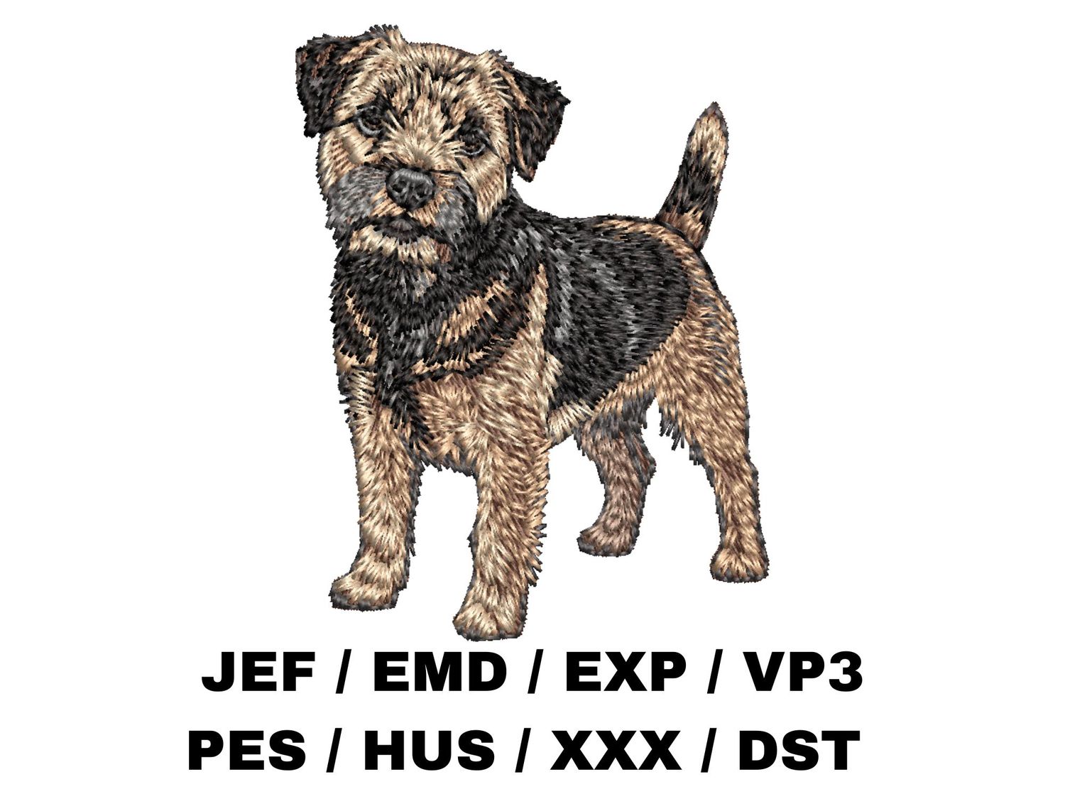 Border Terrier 2 - Full Body